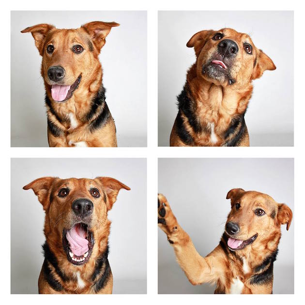 DogsPhotobooth_feeldesain_16