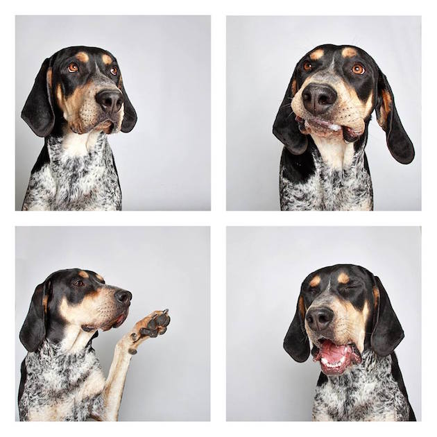 DogsPhotobooth_feeldesain_17