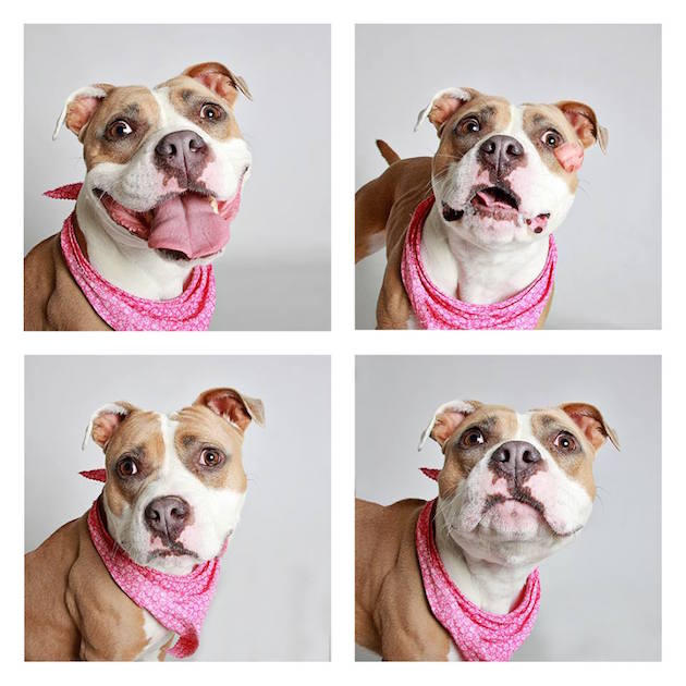 DogsPhotobooth_feeldesain_19
