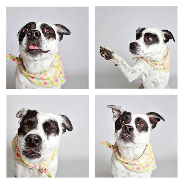 DogsPhotobooth_feeldesain_20