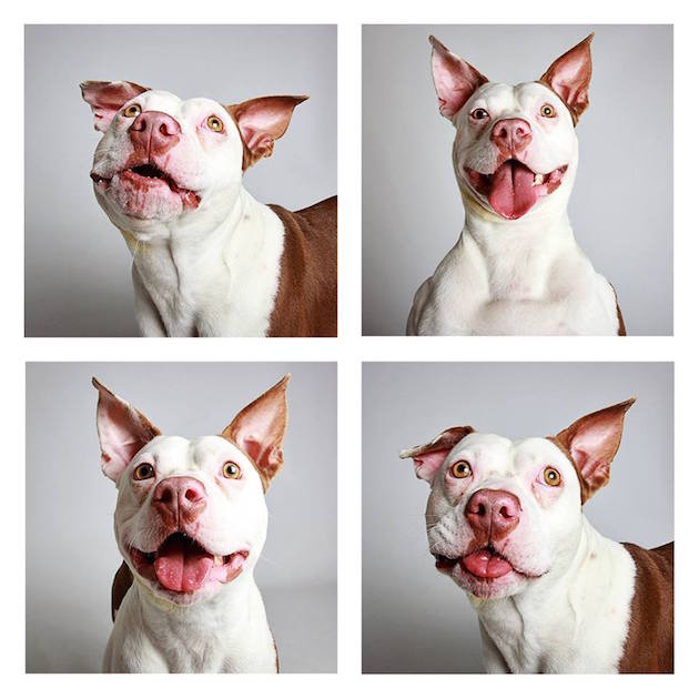 DogsPhotobooth_feeldesain_22