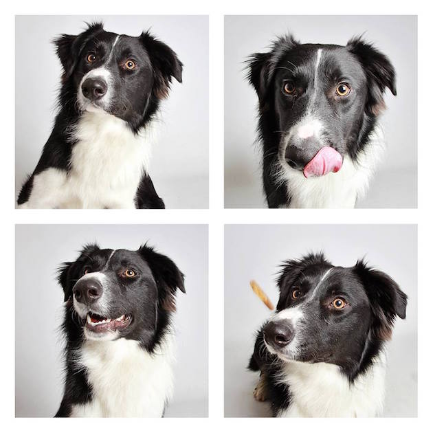 DogsPhotobooth_feeldesain_24