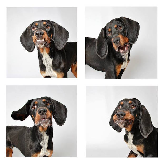 DogsPhotobooth_feeldesain_25