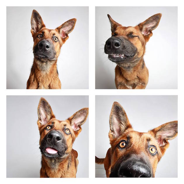 DogsPhotobooth_feeldesain_26