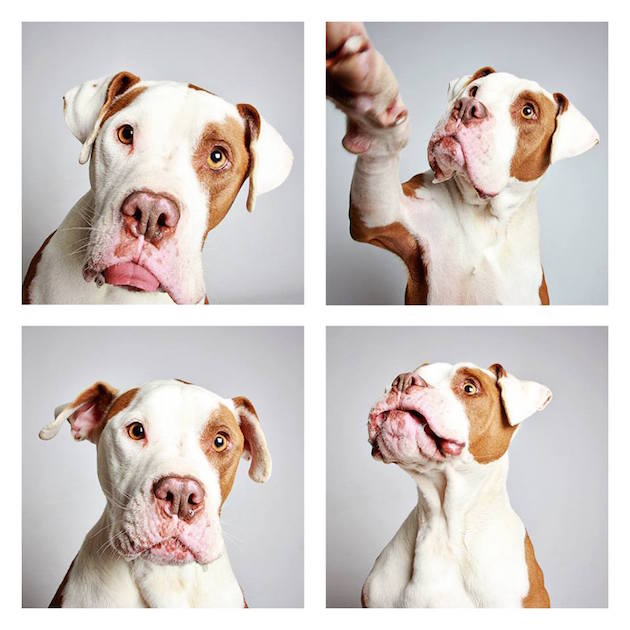DogsPhotobooth_feeldesain_27