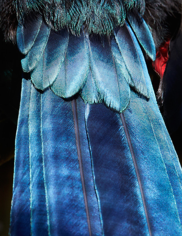 Birds feel desain Thomas Lohr3