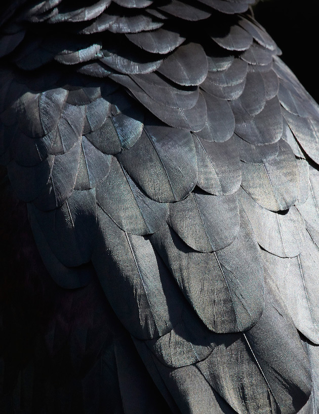 Birds feel desain Thomas Lohr6