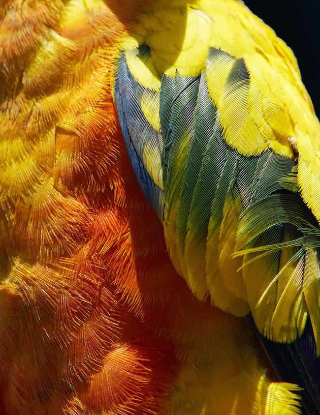 Birds feel desain Thomas Lohr7