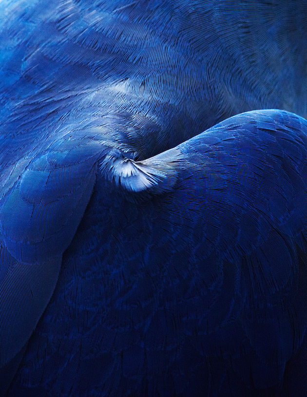 Birds feel desain Thomas Lohr8