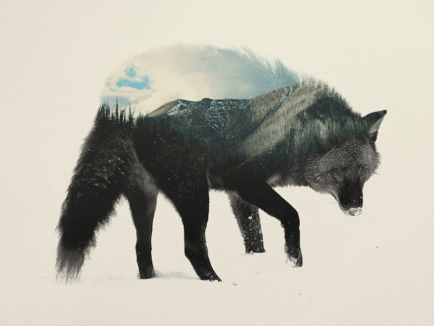 DoubleExposureAnimals_feeldesain_01
