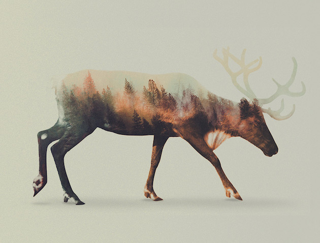 DoubleExposureAnimals_feeldesain_04