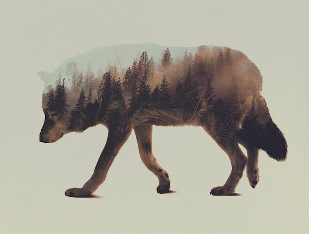 DoubleExposureAnimals_feeldesain_06
