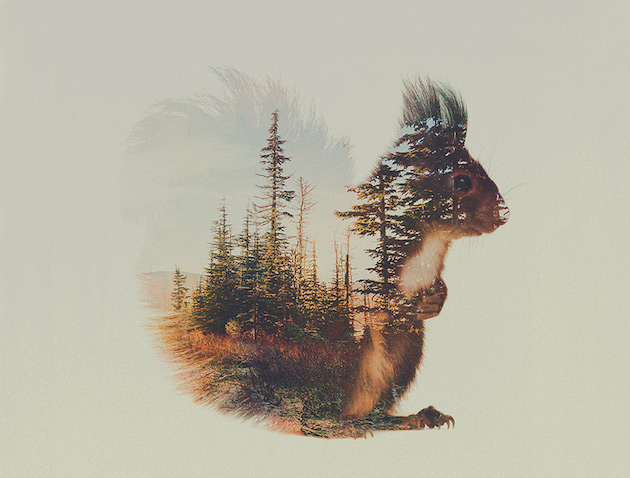 DoubleExposureAnimals_feeldesain_08