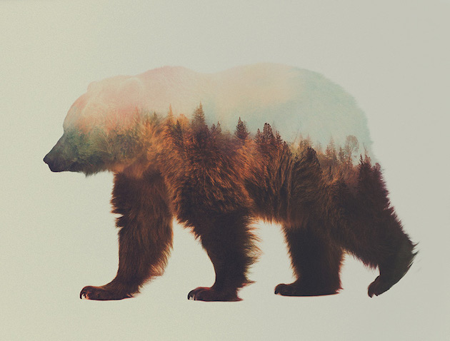 DoubleExposureAnimals_feeldesain_09