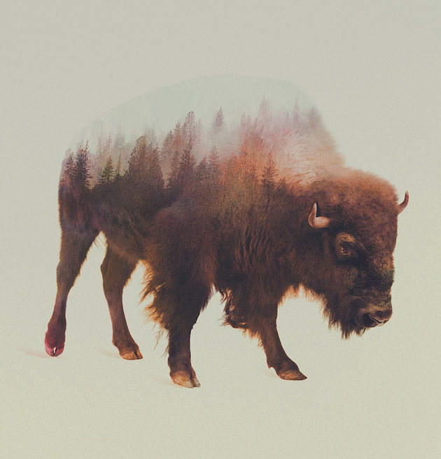 DoubleExposureAnimals_feeldesain_10