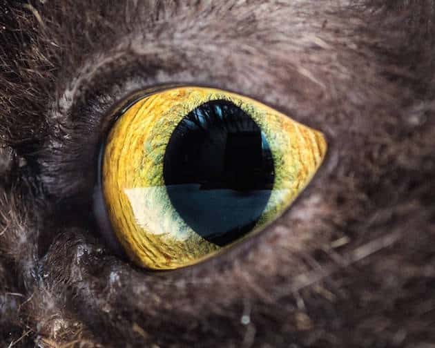 eyescat_feeldesain_01