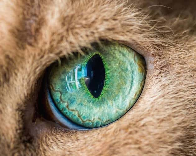 eyescat_feeldesain_03