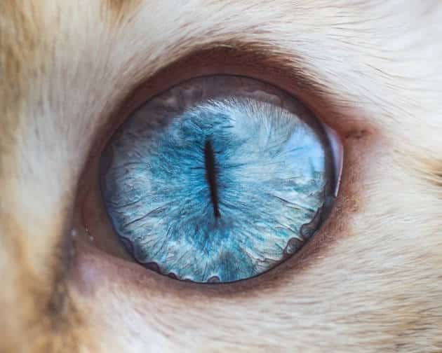 eyescat_feeldesain_08