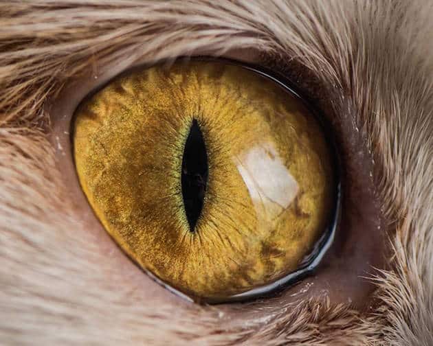 eyescat_feeldesain_09