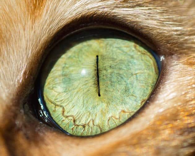 eyescat_feeldesain_10