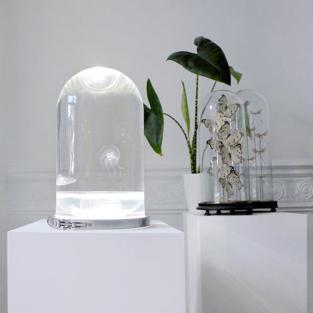 DarwinTankJellyfish_FeelDesain_01