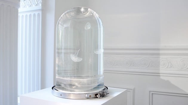 DarwinTankJellyfish_FeelDesain_05