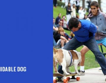 11th Annual Guinnes World Records Day | Otto