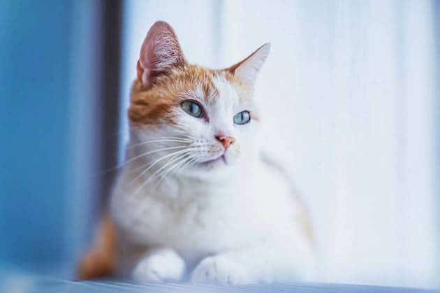 cats_feeldesain_01