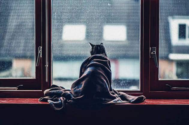 cats_feeldesain_05
