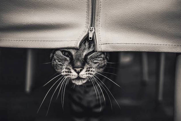 cats_feeldesain_08