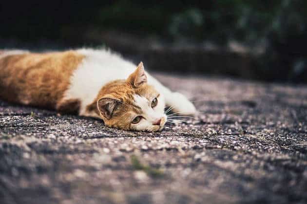 cats_feeldesain_09