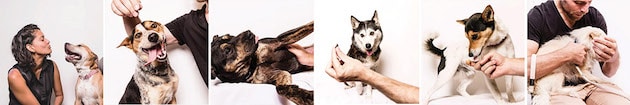 Sydney Dogs Cats Home feel desain For the people 21
