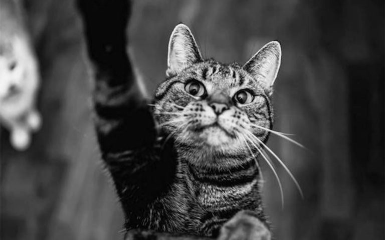 Cat Portraits | Felicity Berkleef