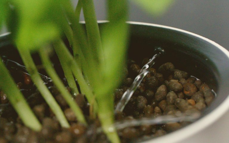 Botanium – Grow Edible Greens