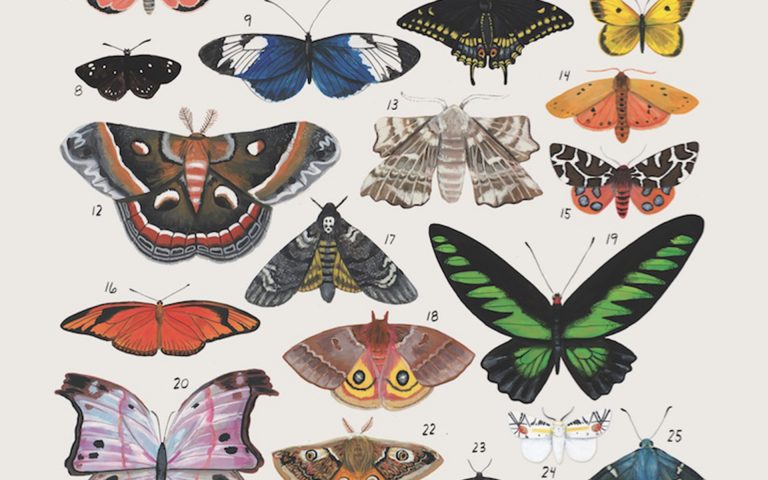 Beautiful animal kingdom illustration by Kelsey Oseid
